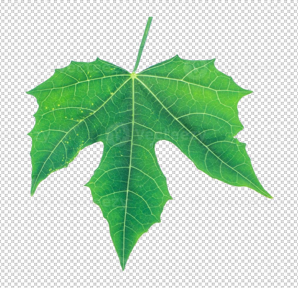 leaves on transparent background photo