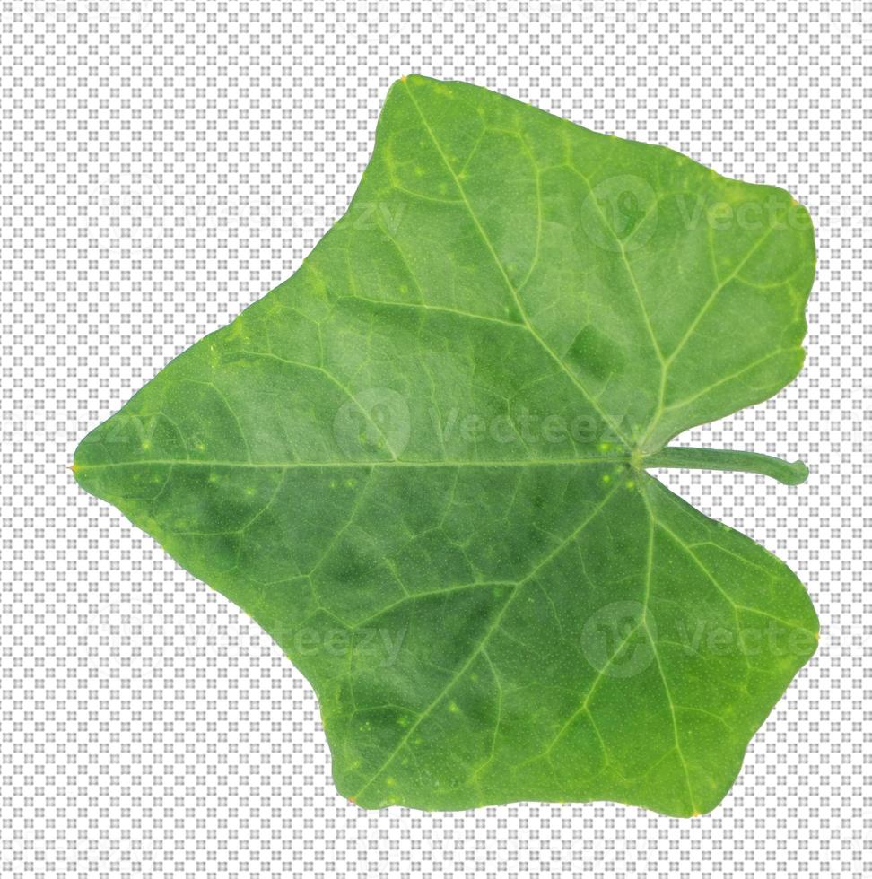 leaves on transparent background photo