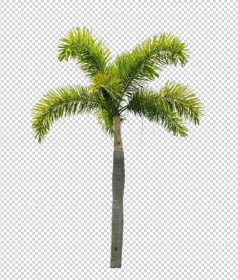 Palm tree on transparent picture background with clipping path, single tree with clipping path and alpha channel photo