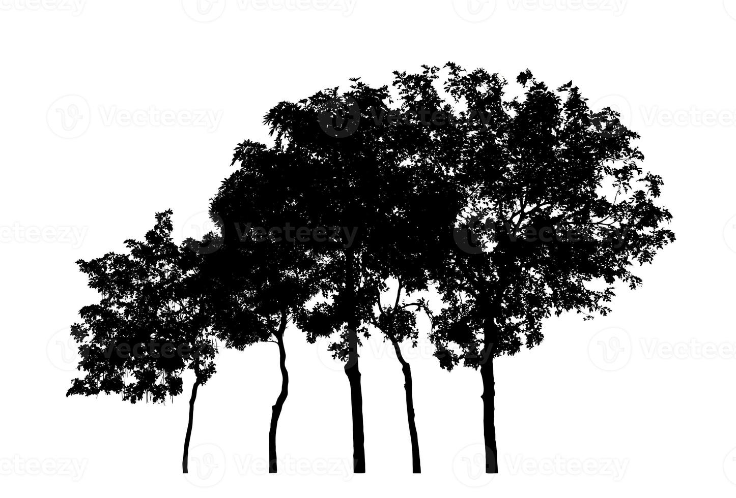 Silhouette tree brush design on white background, illustrations brush brush from real tree with clipping path and alpha channel photo