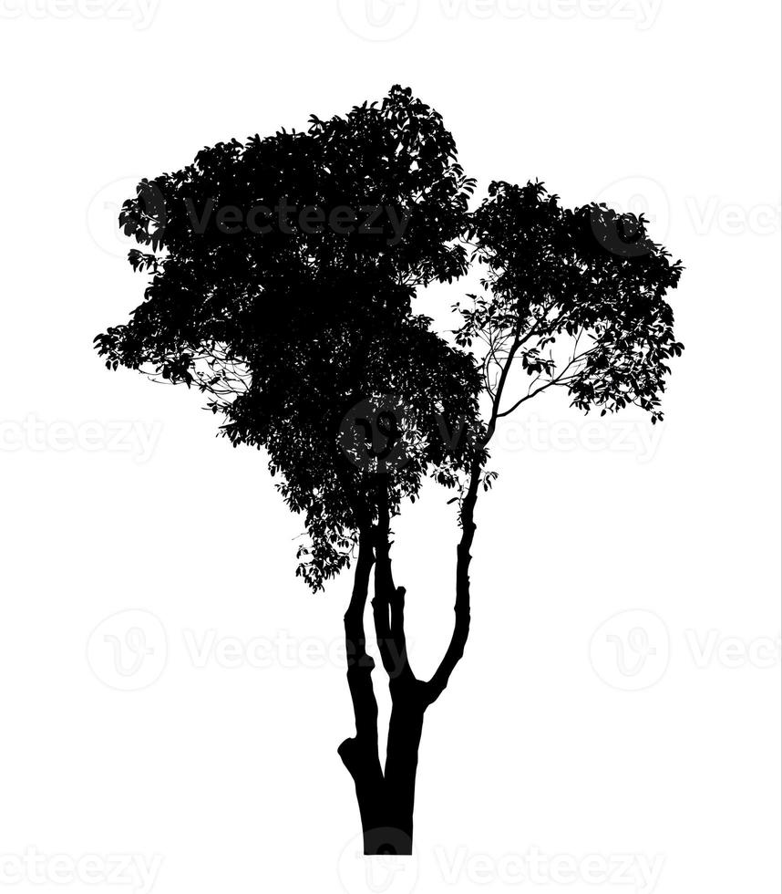 Silhouette tree brush design on white background, illustrations brush brush from real tree with clipping path and alpha channel photo