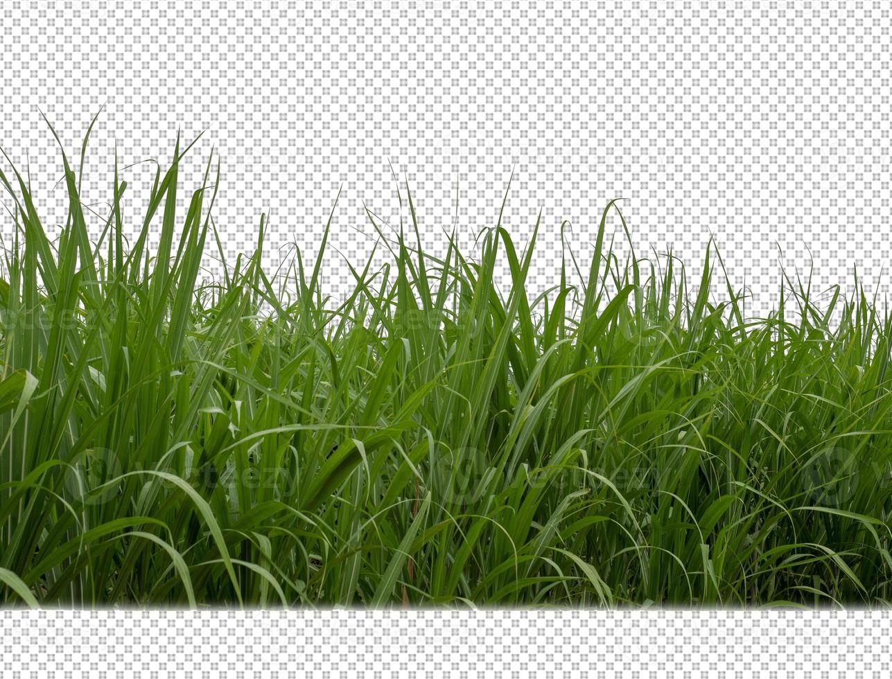 sugar cane on transparent picture background with clipping path photo