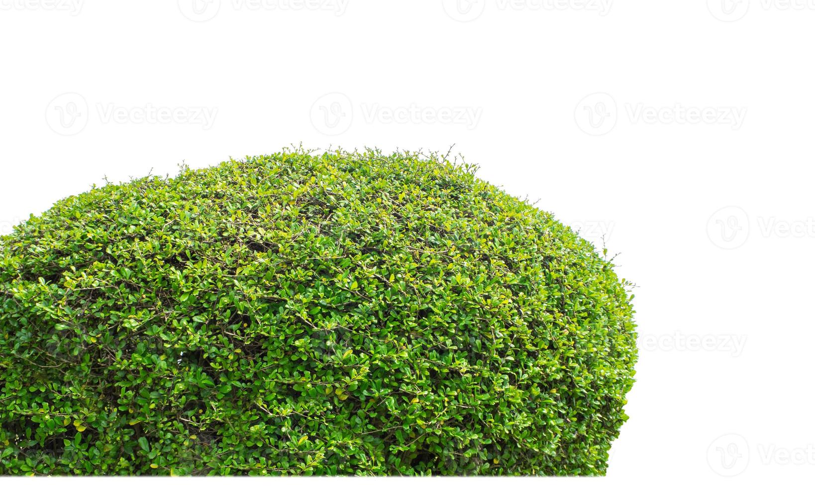 Shrubs isolated on white background with clipping path and alpha channel photo