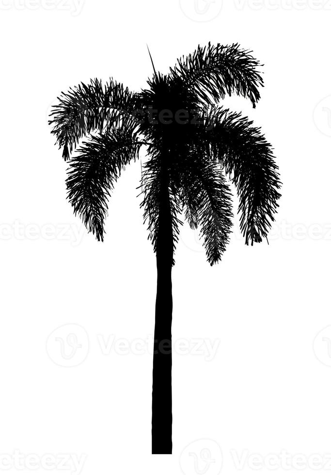 diseño de pincel de palmera de silueta sobre fondo blanco, pincel de ilustraciones de árbol real con ruta de recorte y canal alfa foto