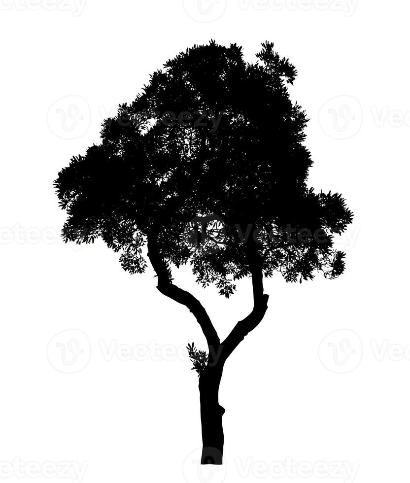 Silhouette tree brush design on white background, illustrations brush brush from real tree with clipping path and alpha channel photo
