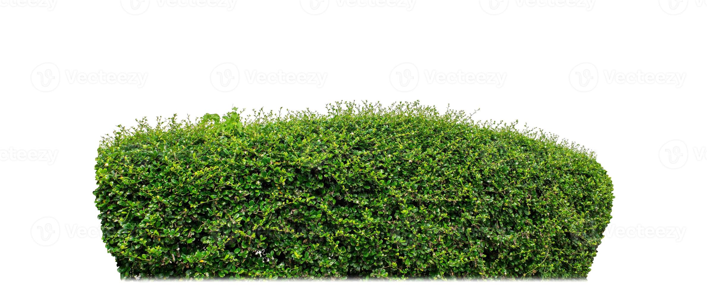 Shrubs isolated on white background with clipping path and alpha channel photo