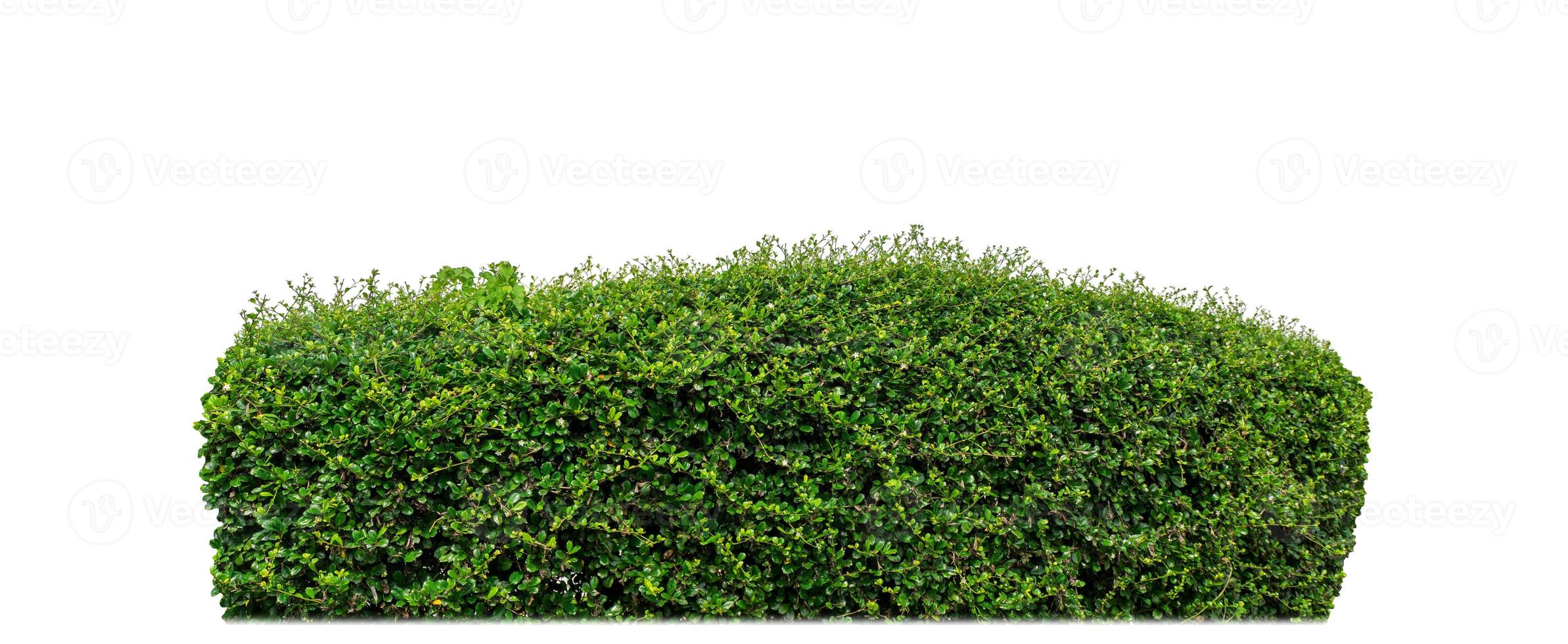 Shrubs isolated on white background with clipping path and alpha channel photo