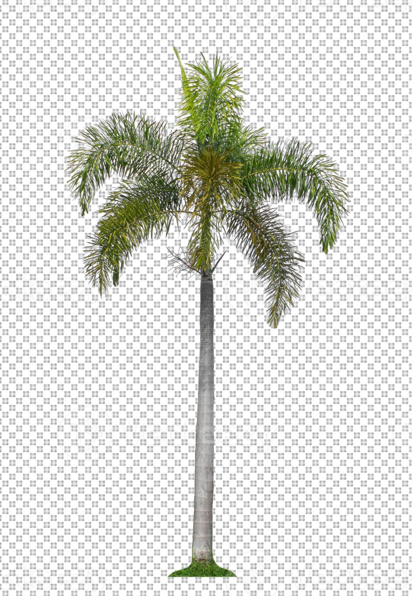 Palm tree on transparent picture background with clipping path, single
