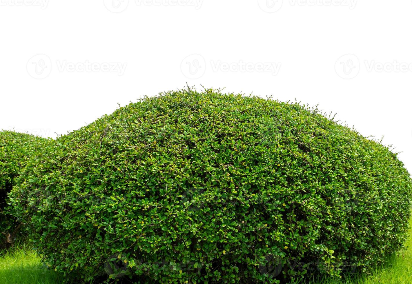 Shrubs isolated on white background with clipping path and alpha channel photo