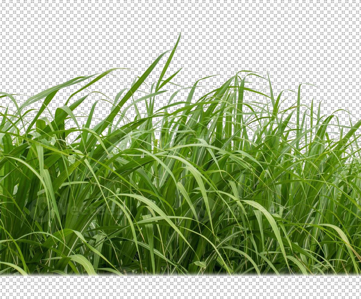 sugar cane on transparent picture background with clipping path photo