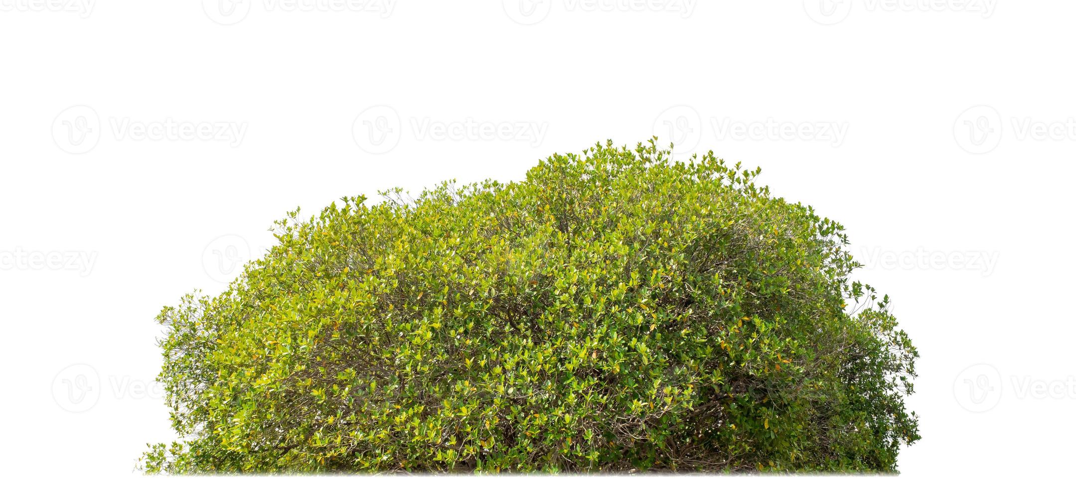 Shrubs isolated on white background with clipping path and alpha channel photo