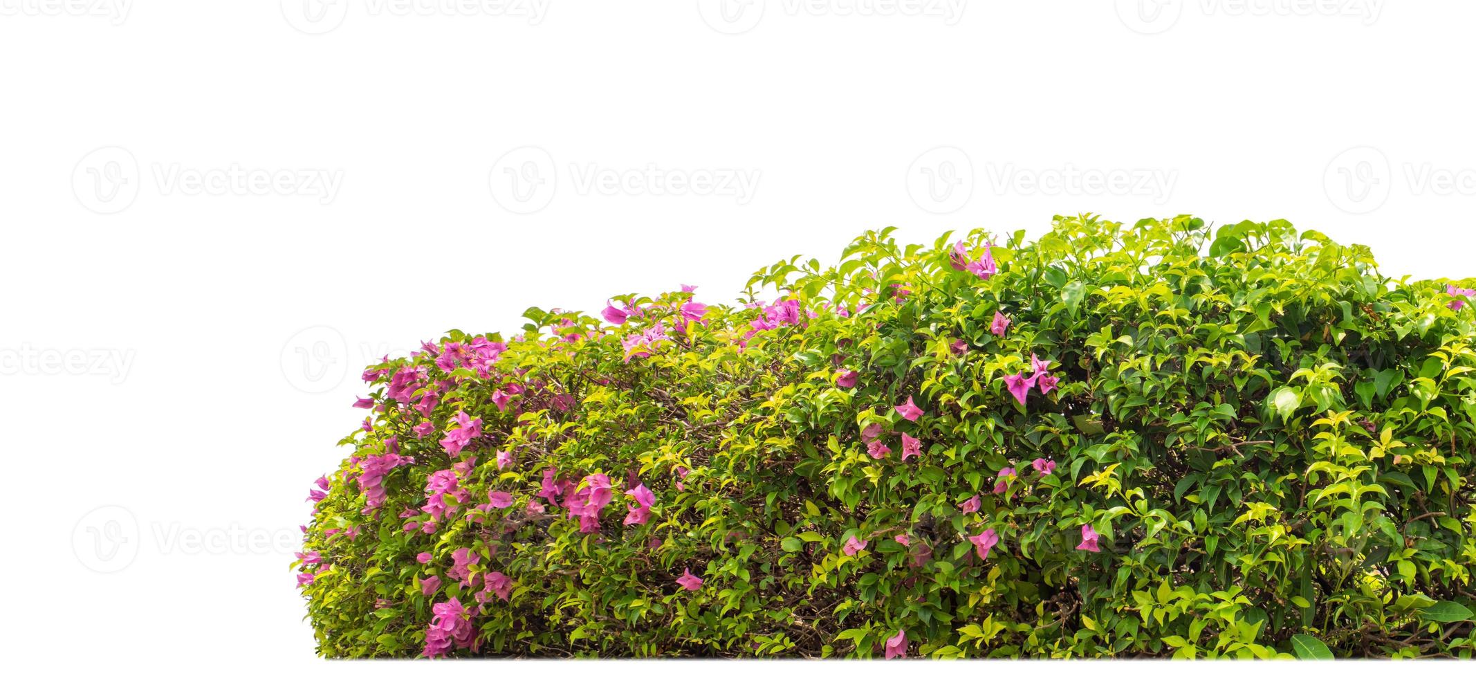 Shrubs isolated on white background with clipping path and alpha channel photo