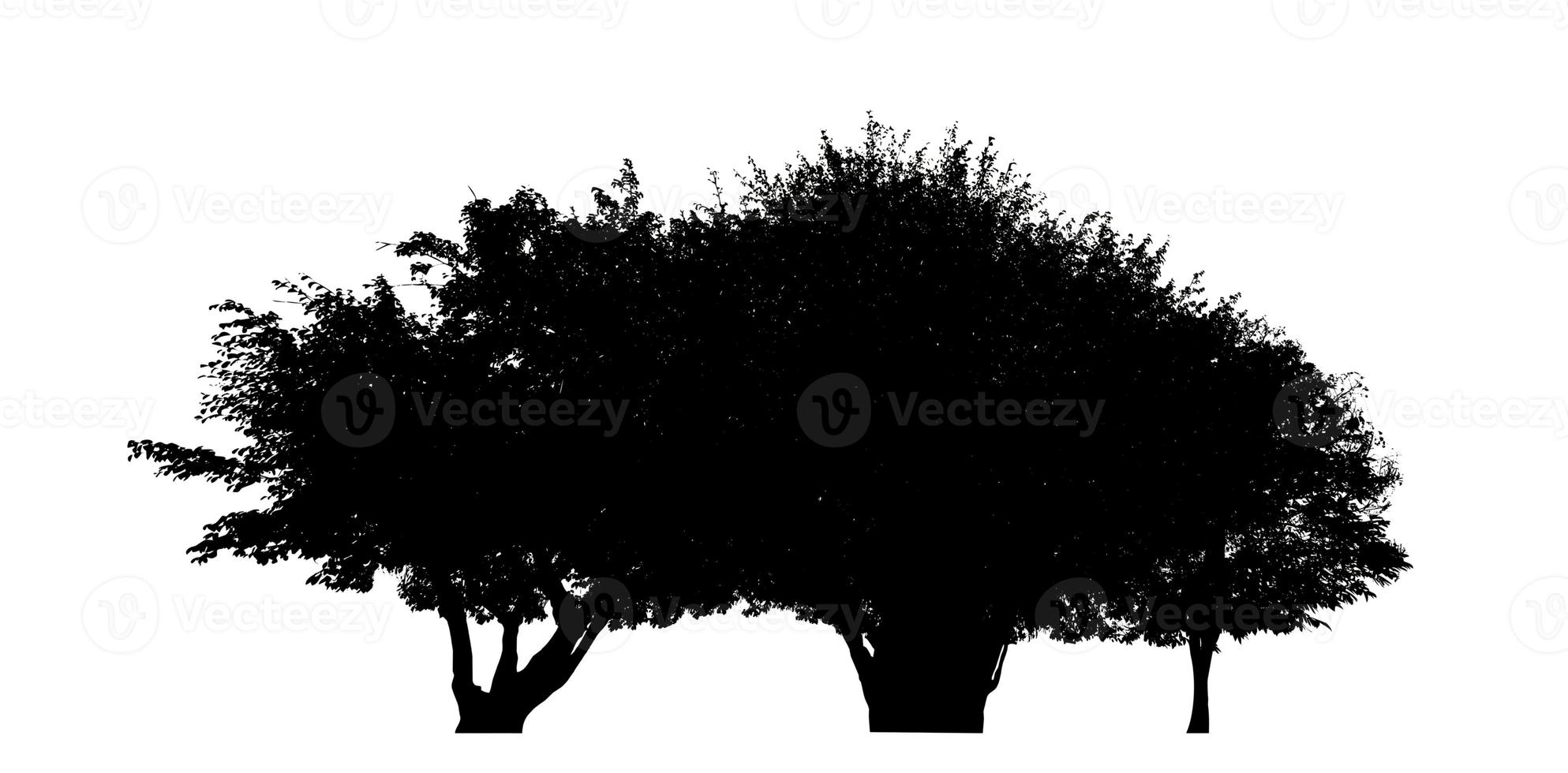 Silhouette tree brush design on white background, illustrations brush brush from real tree with clipping path and alpha channel photo