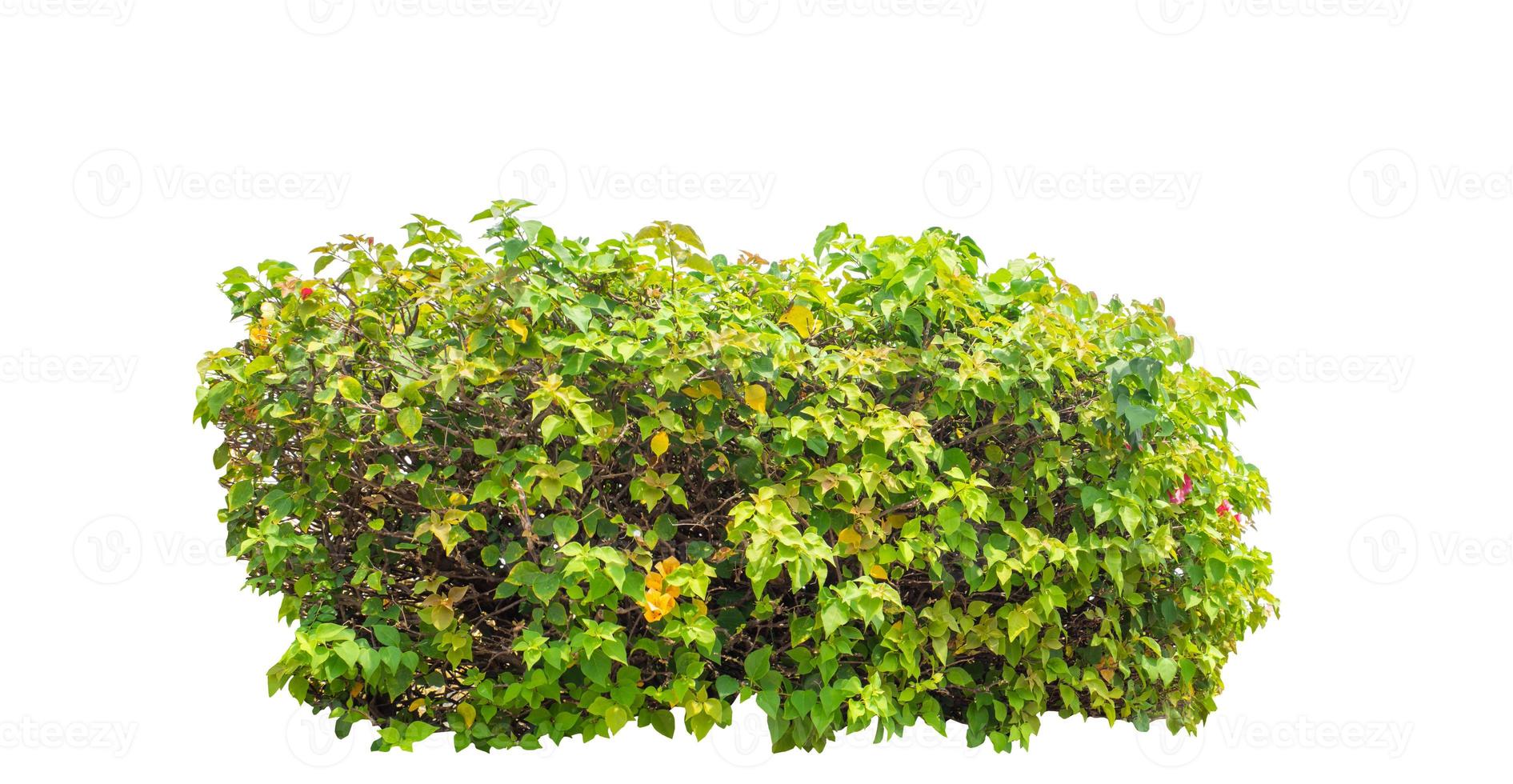 Shrubs isolated on white background with clipping path and alpha channel photo