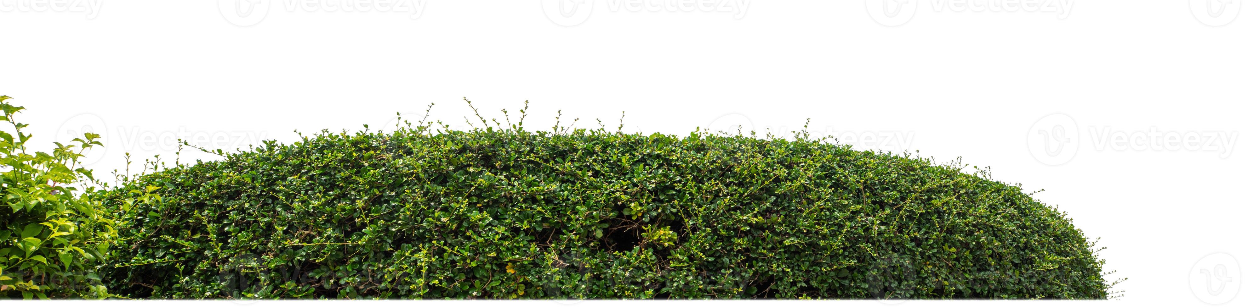 Shrubs isolated on white background with clipping path and alpha channel photo