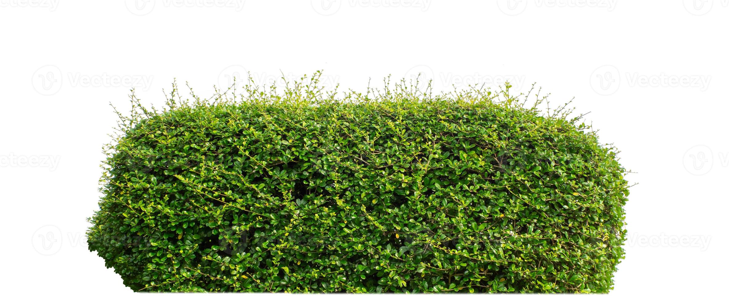 Shrubs isolated on white background with clipping path and alpha channel photo