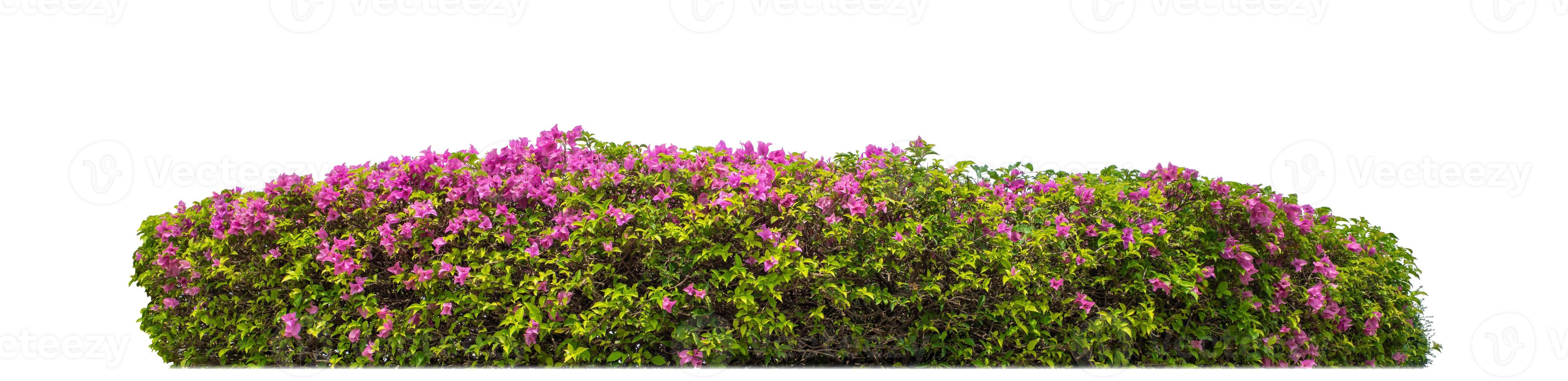 Shrubs isolated on white background with clipping path and alpha channel photo