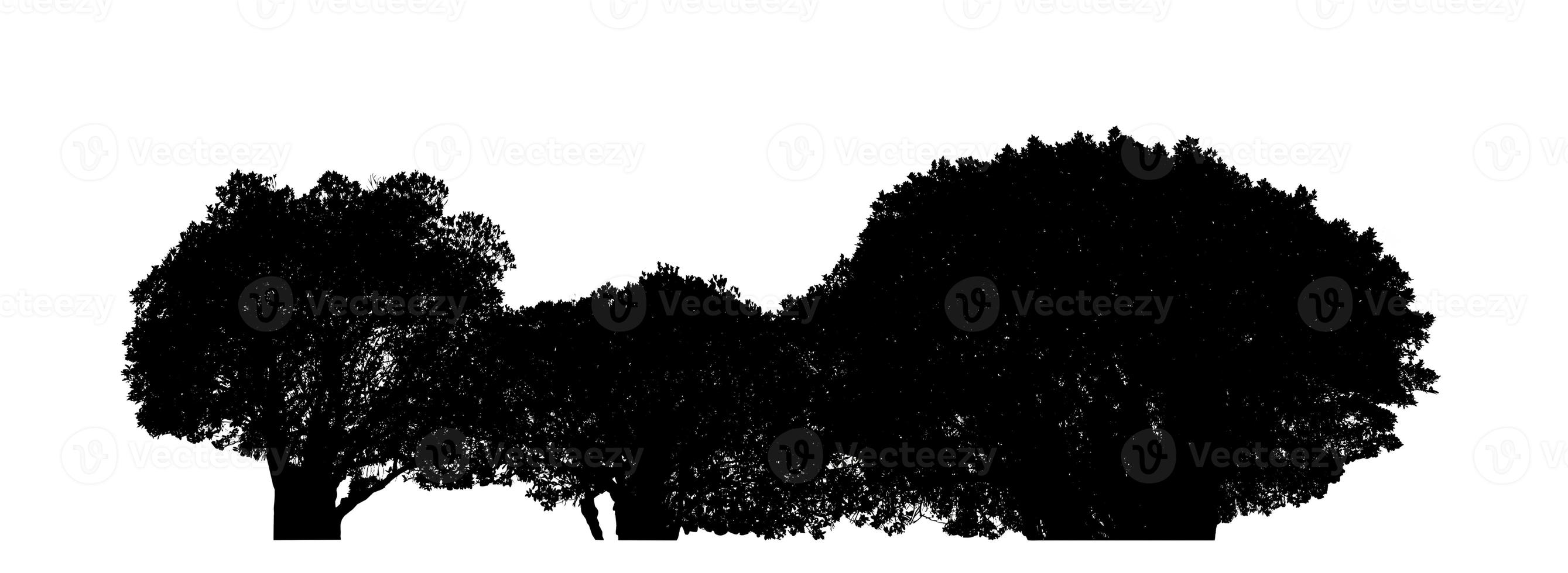 Silhouette tree brush design on white background, illustrations brush brush from real tree with clipping path and alpha channel photo