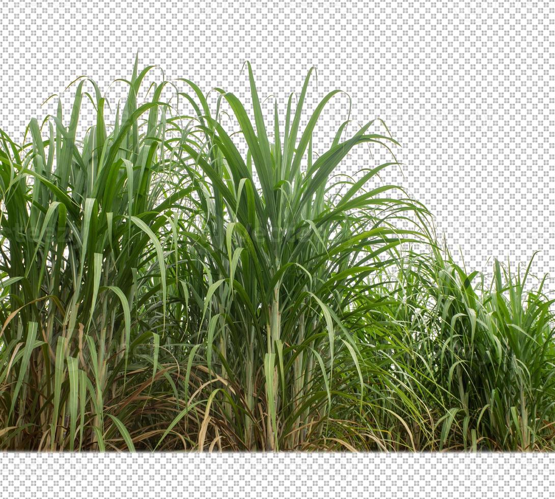 sugar cane on transparent picture background with clipping path photo