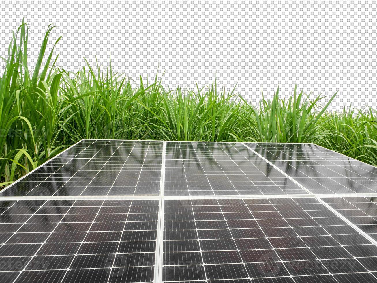 solar cells in Sugar cane, green power, natural energy isolated on transparent background and cliping path photo