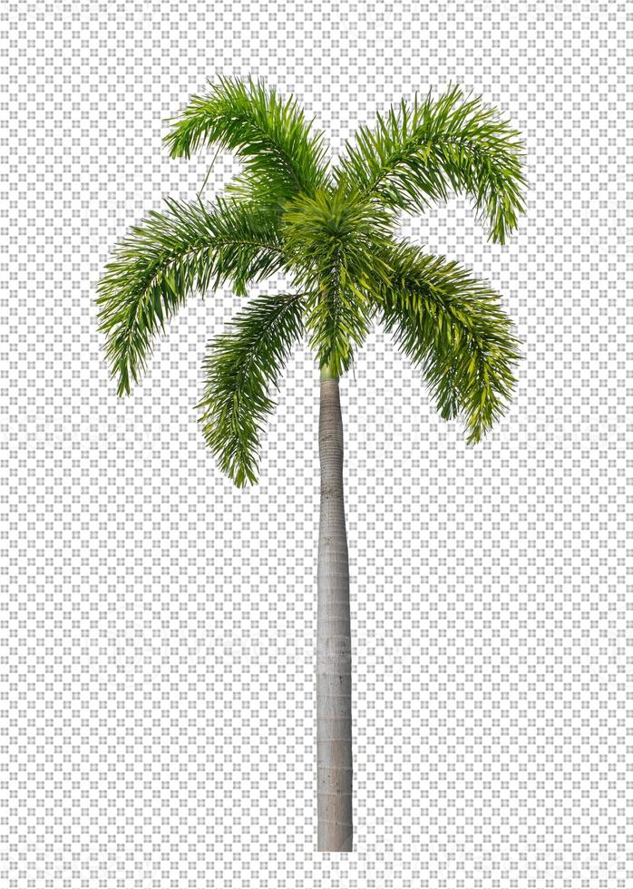 Palm tree on transparent picture background with clipping path, single tree with clipping path and alpha channel photo