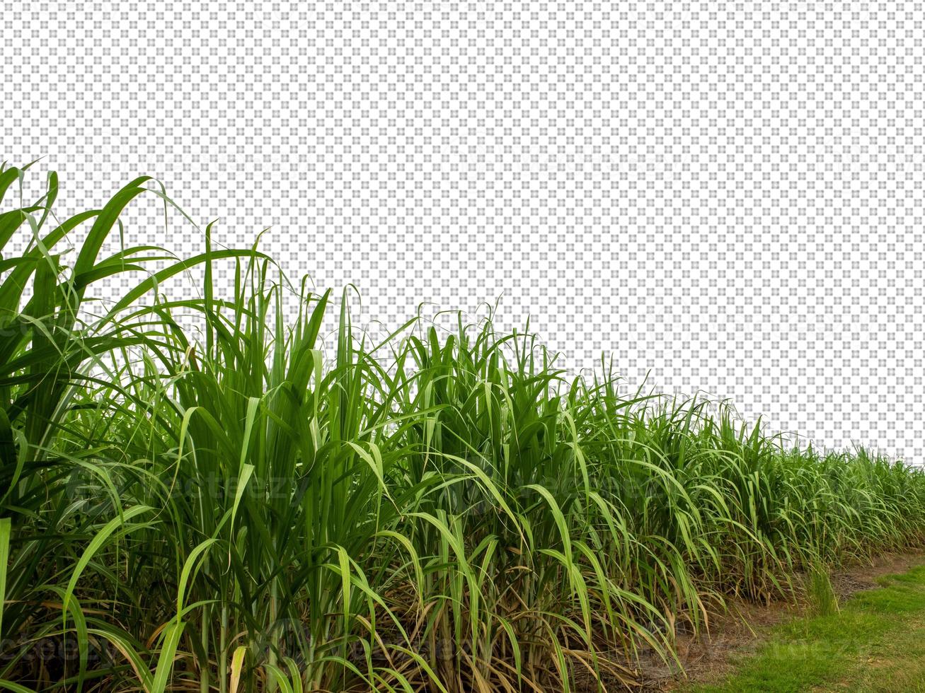 sugar cane on transparent picture background with clipping path photo