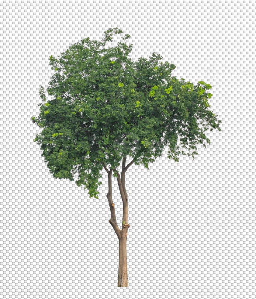 Tree on transparent picture background with clipping path, single tree with clipping path and alpha channel photo