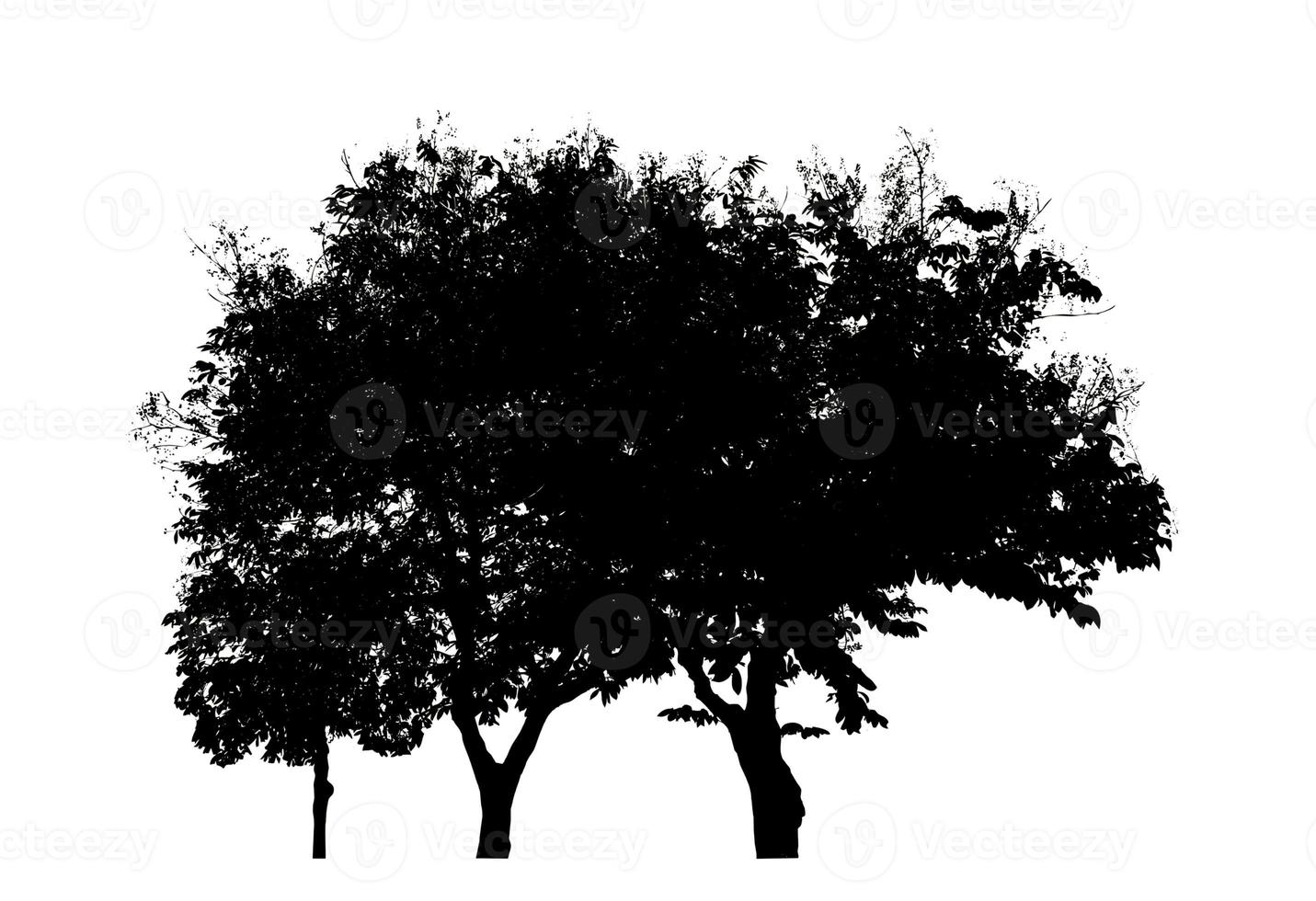 Silhouette tree brush design on white background, illustrations brush brush from real tree with clipping path and alpha channel photo