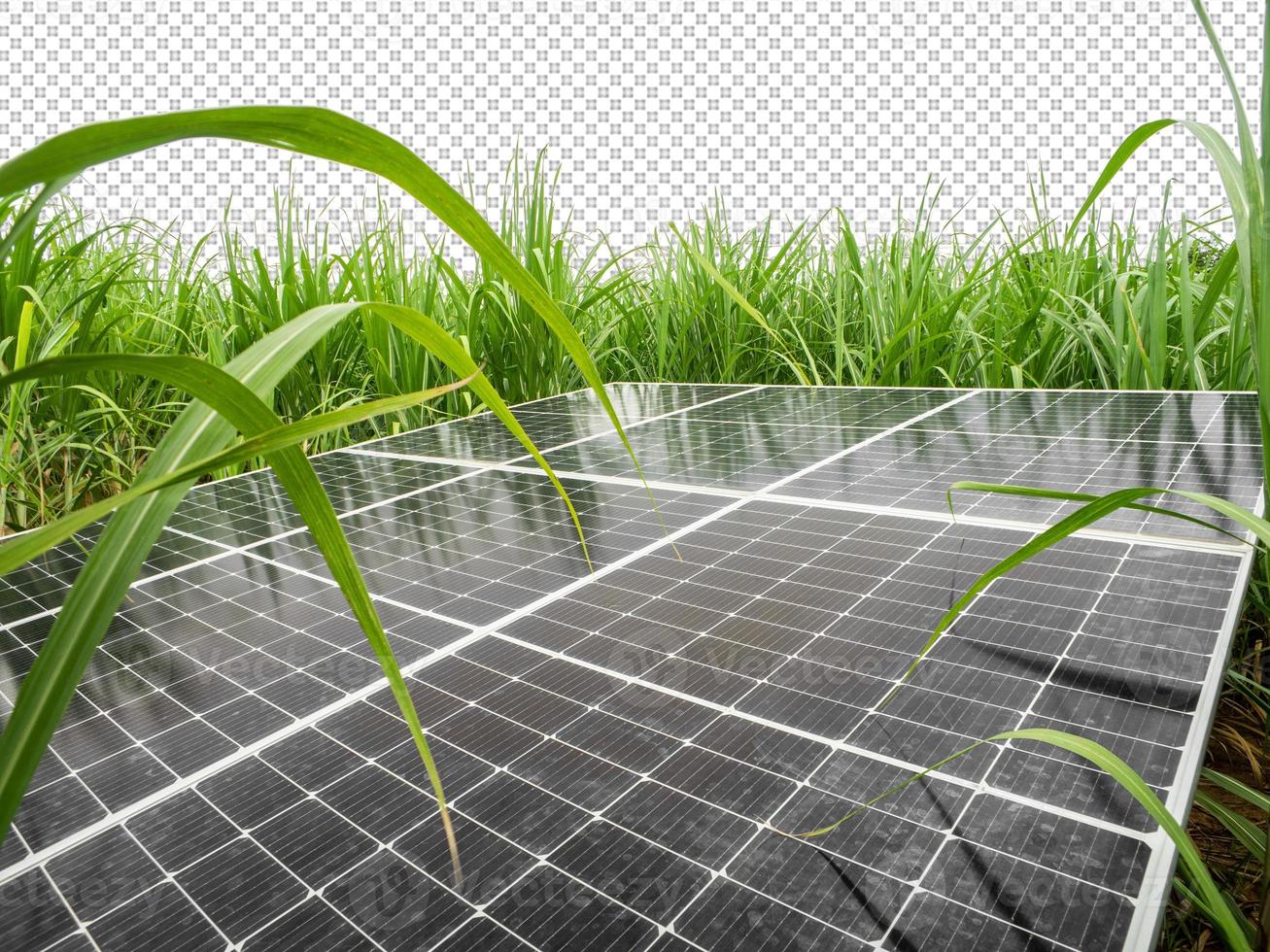 solar cells in Sugar cane, green power, natural energy isolated on transparent background and cliping path photo