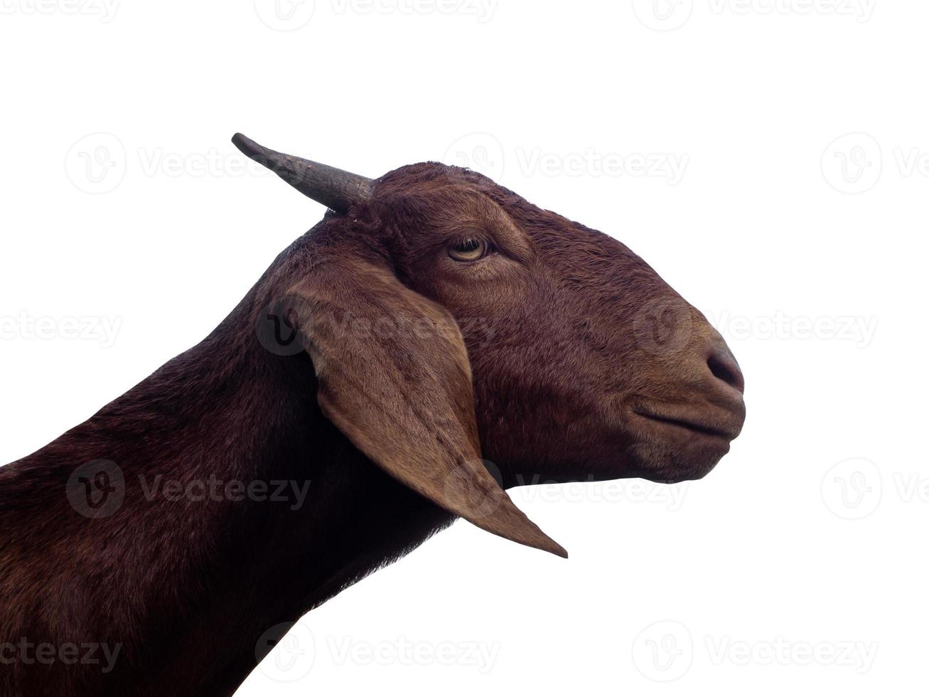 Beautiful A goat isolated on white  background  with cut paths and alpha channel photo