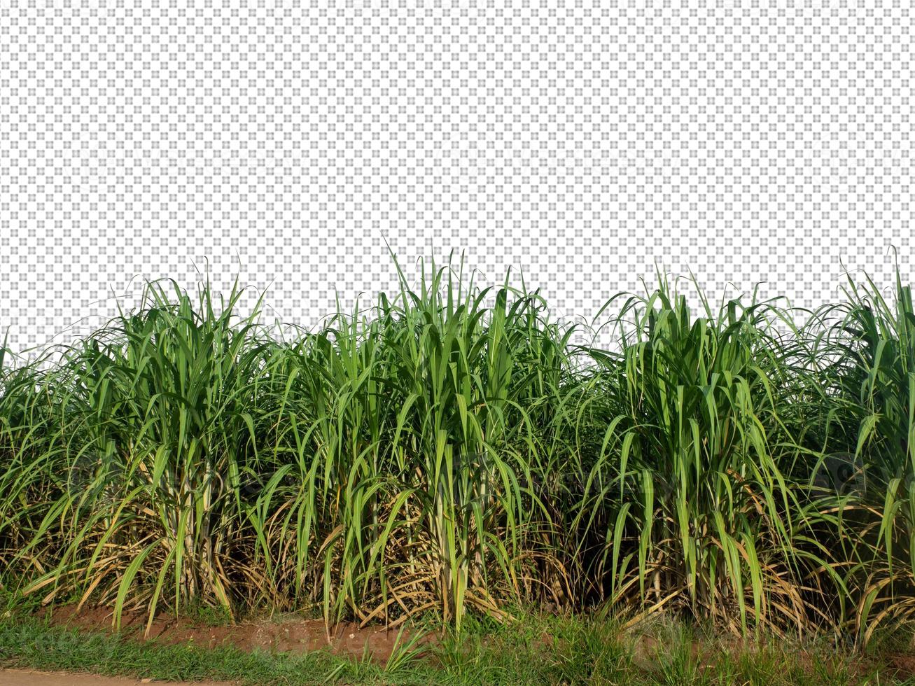 sugar cane on transparent picture background with clipping path photo