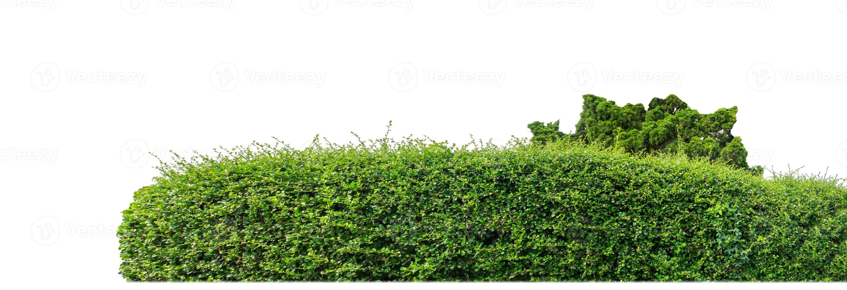 Shrubs isolated on white background with clipping path and alpha channel photo