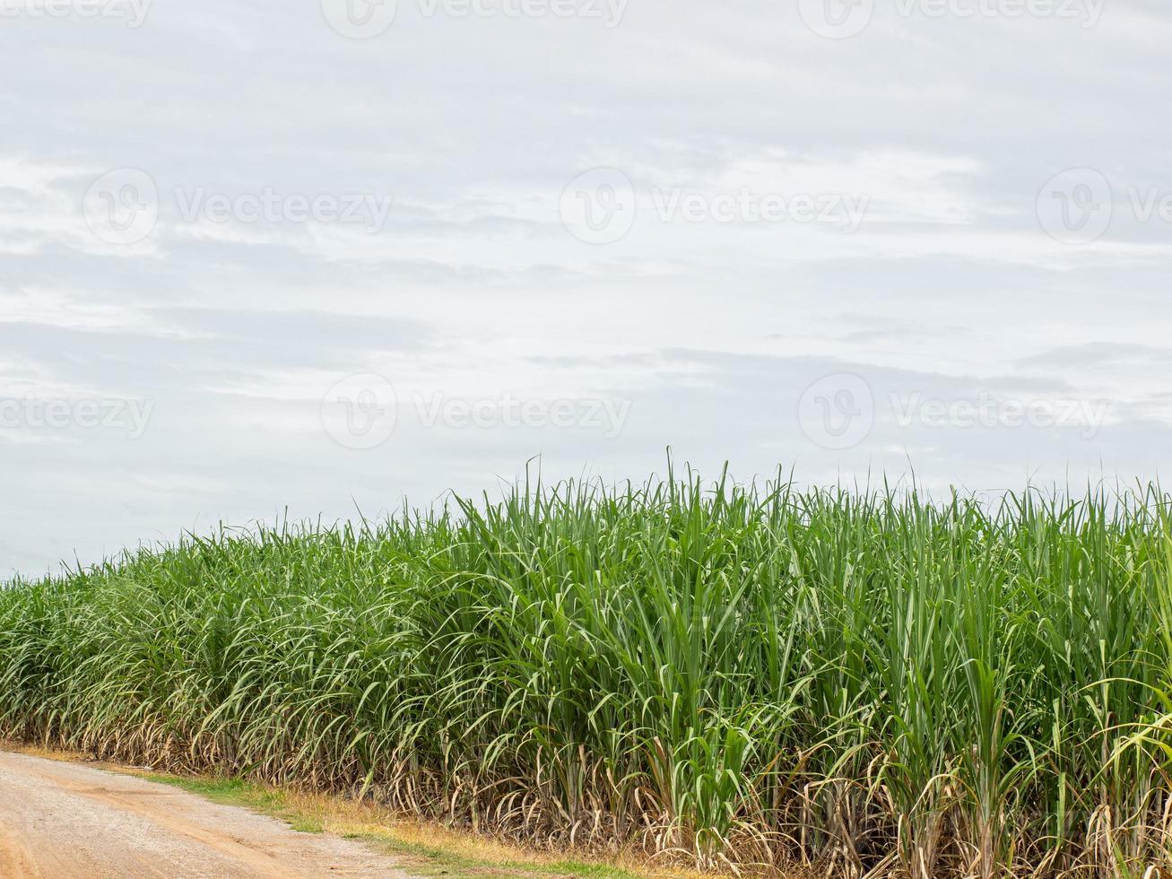 Sugarcane field at sunrise. Aerial view or top view of Sugarcane or agriculture in Thailand. photo
