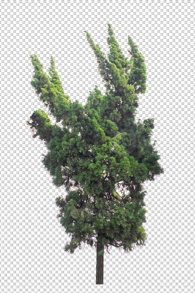 Tree on transparent picture background with clipping path, single tree with clipping path and alpha channel photo