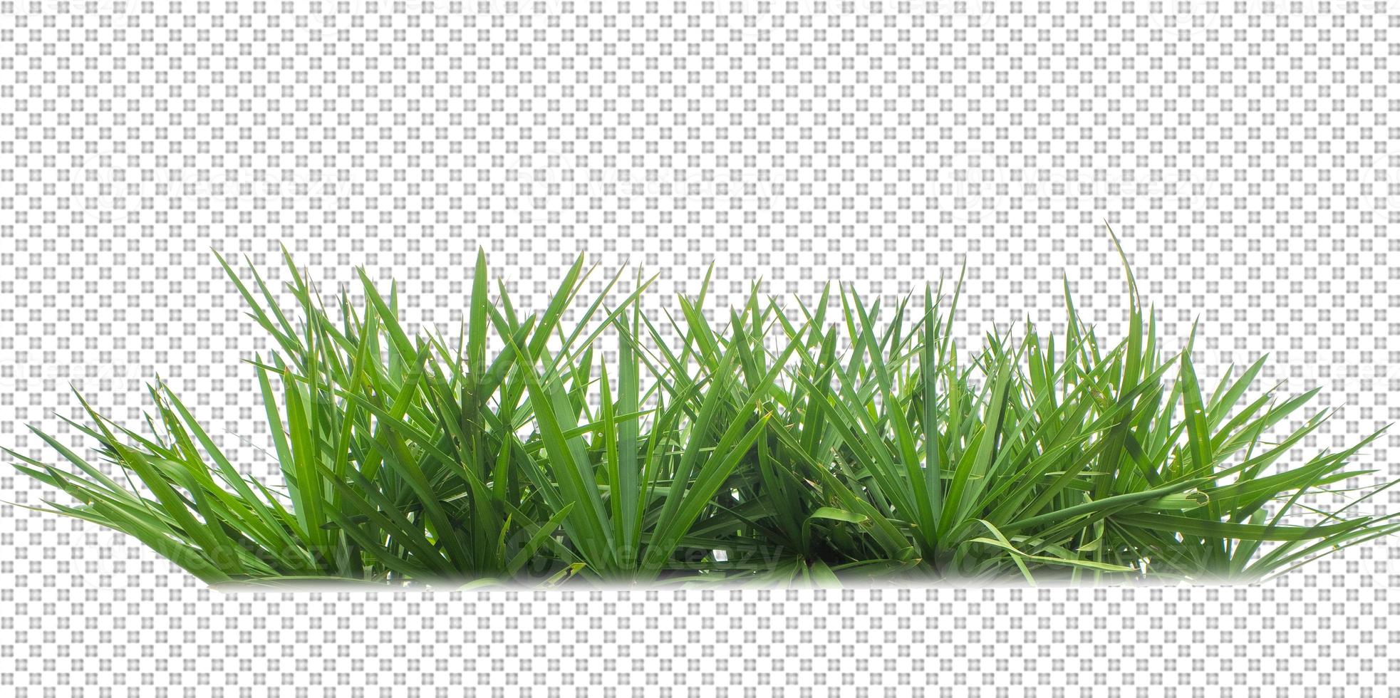 hierba sobre un fondo transparente foto