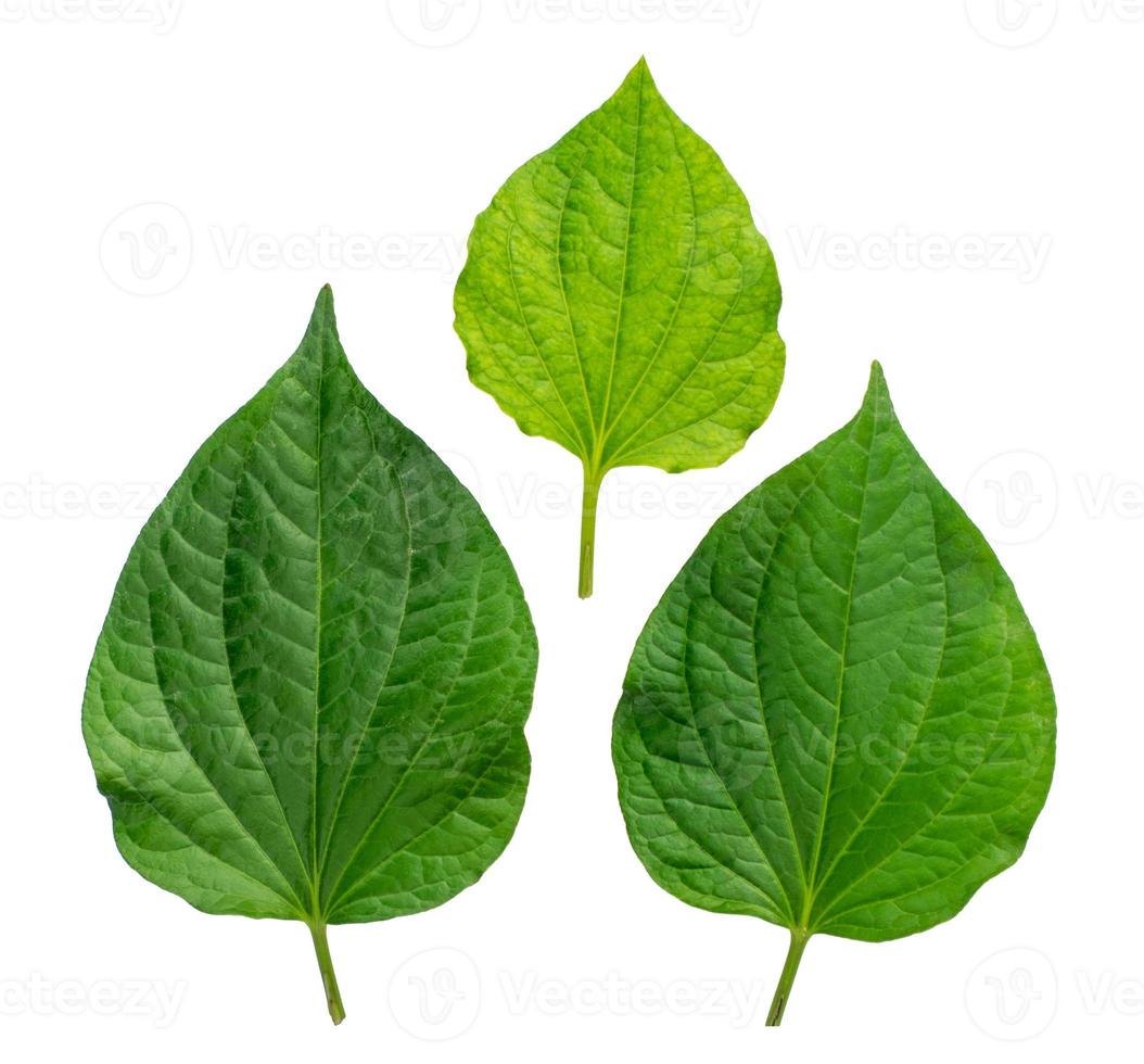 Leaf  on White Backdrop photo