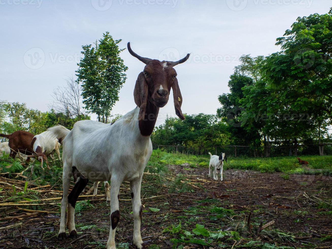 goat  close up in a sheep farm photo