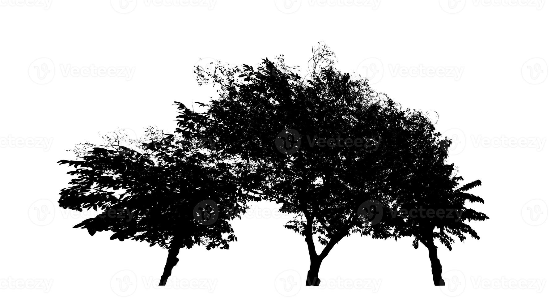 diseño de pincel de árbol de silueta sobre fondo blanco, pincel de ilustraciones de árbol real con ruta de recorte y canal alfa foto