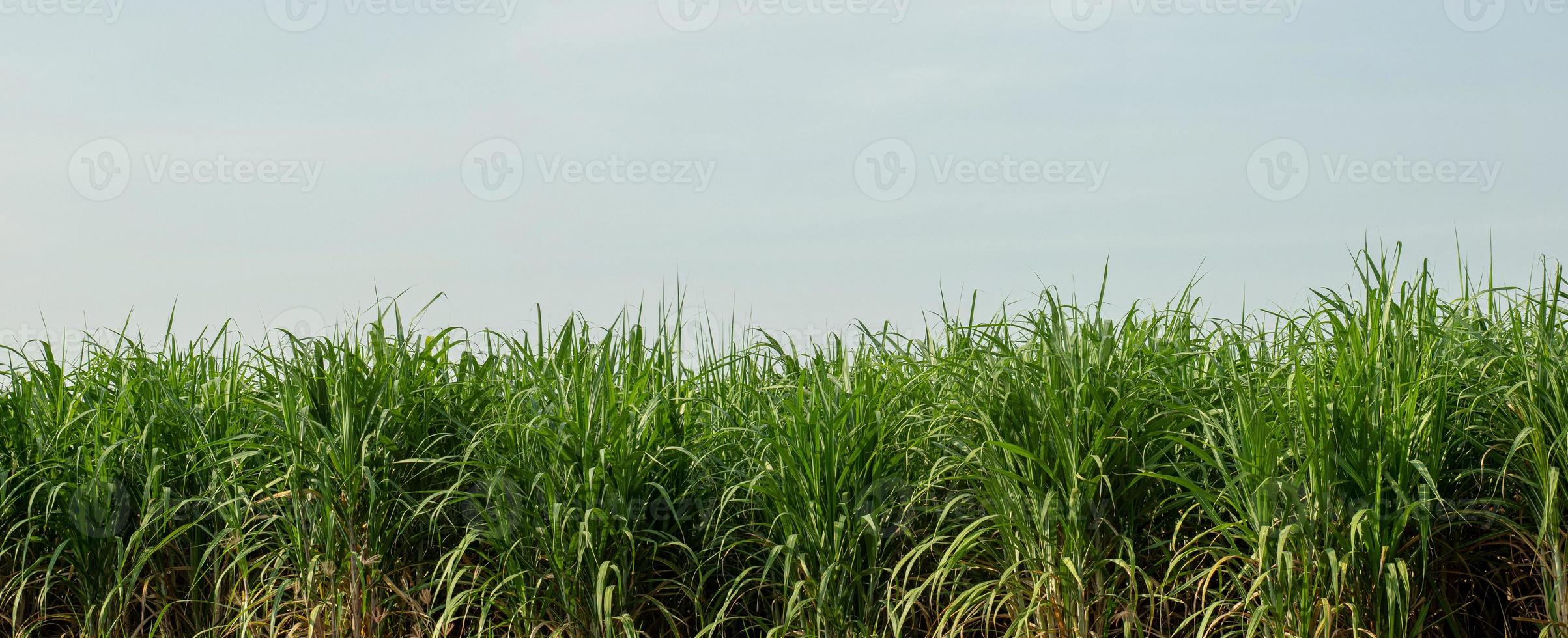 Sugarcane plantations,the agriculture tropical plant in Thailand photo