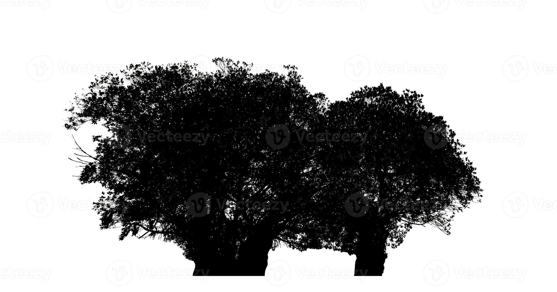 Silhouette tree brush design on white background, illustrations brush brush from real tree with clipping path and alpha channel photo