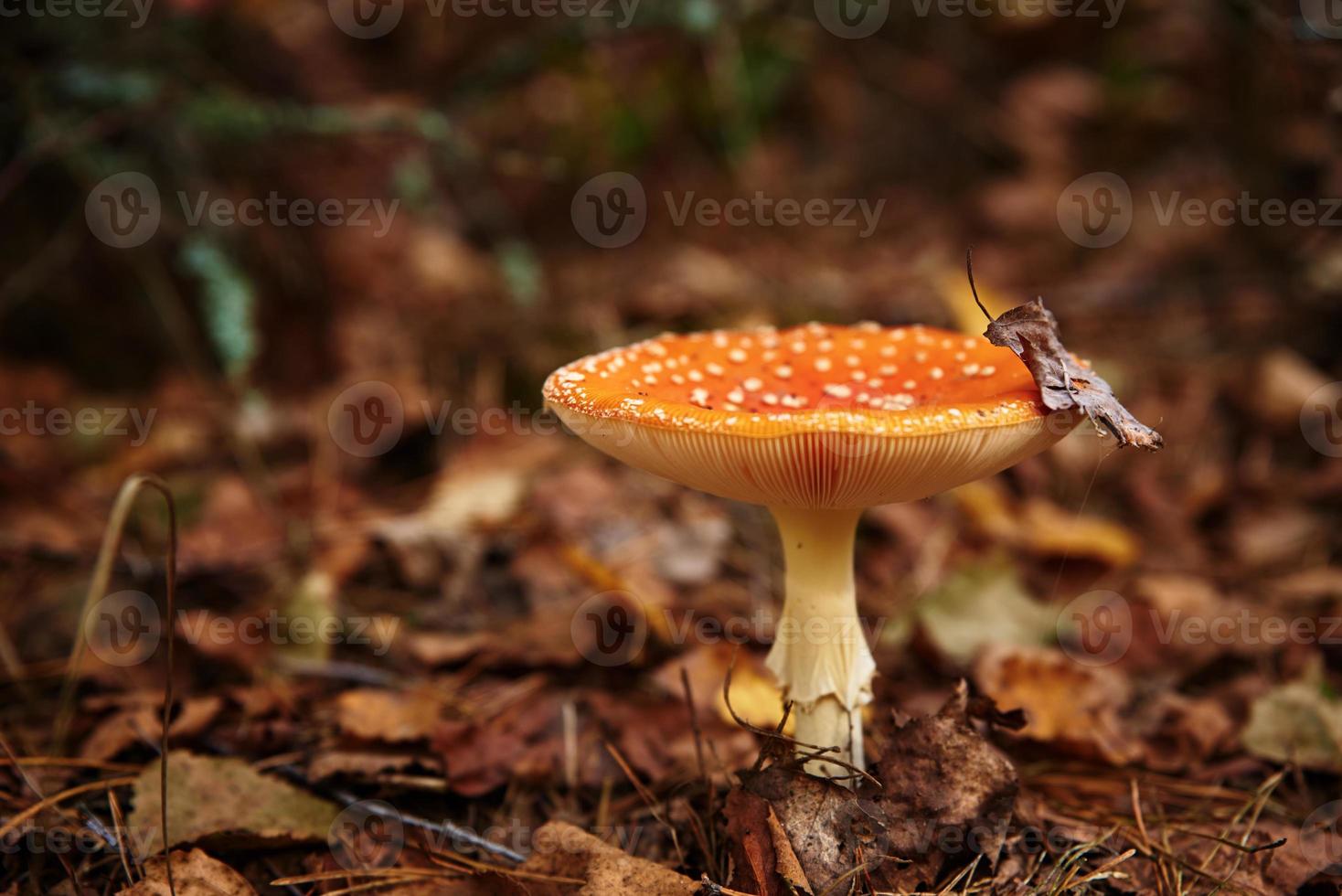 agárico de mosca roja en el bosque de otoño. hongo venenoso. amanita muscaria, primer plano foto