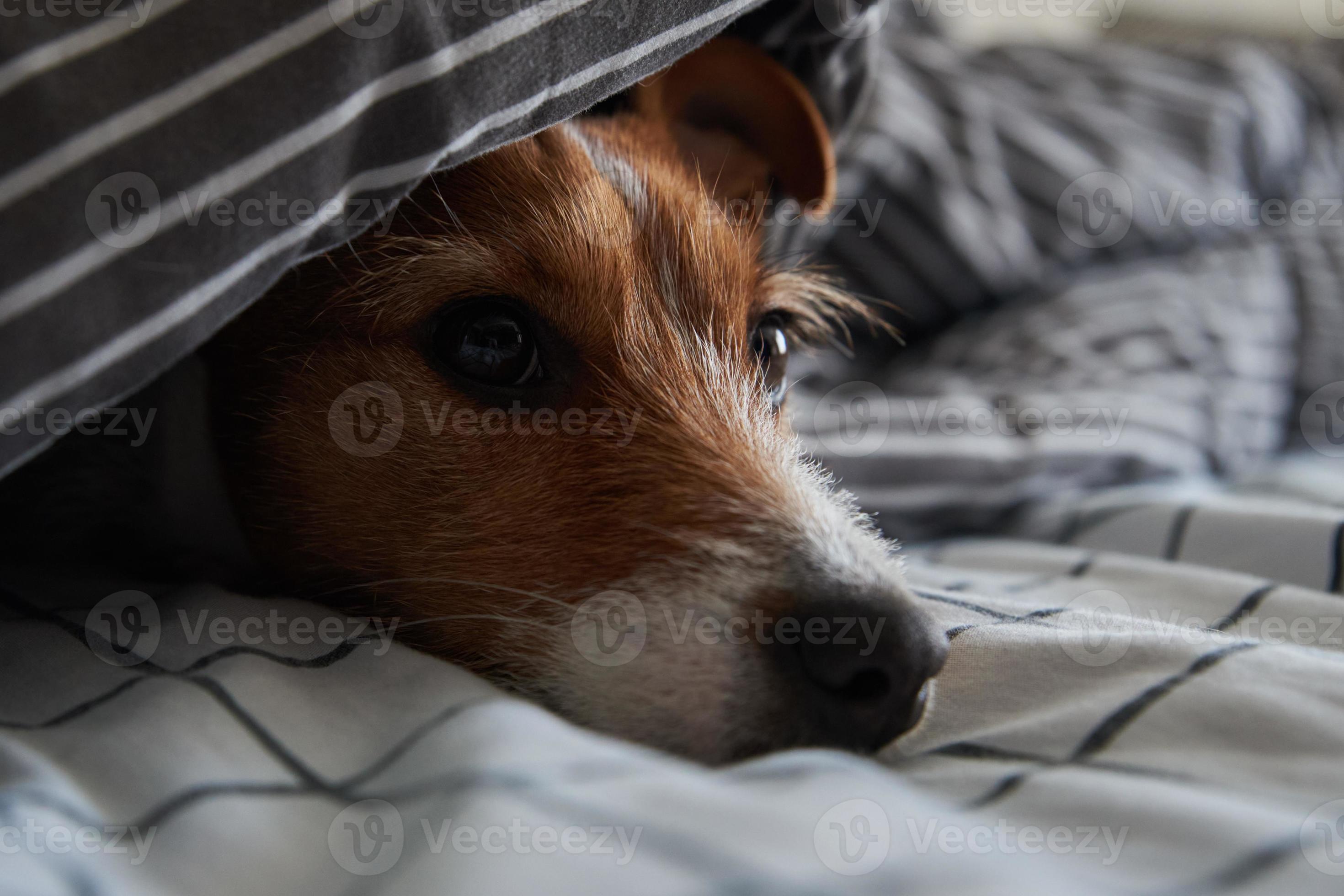 Pet under blanket in bed. Portrait of sad dog warms in cold weather