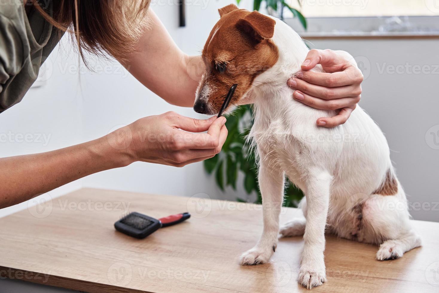 Woman brushing dog. Owner combing Jack Russell terrier. Pet care photo