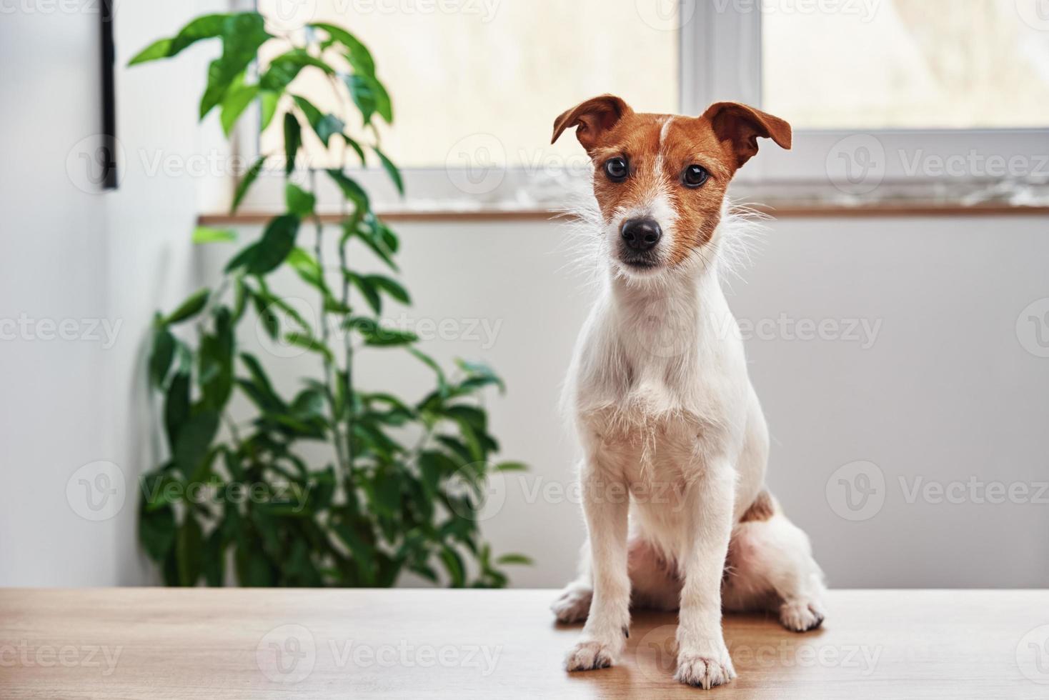 retrato de perro en casa. jack russell terrier mirando a la cámara foto