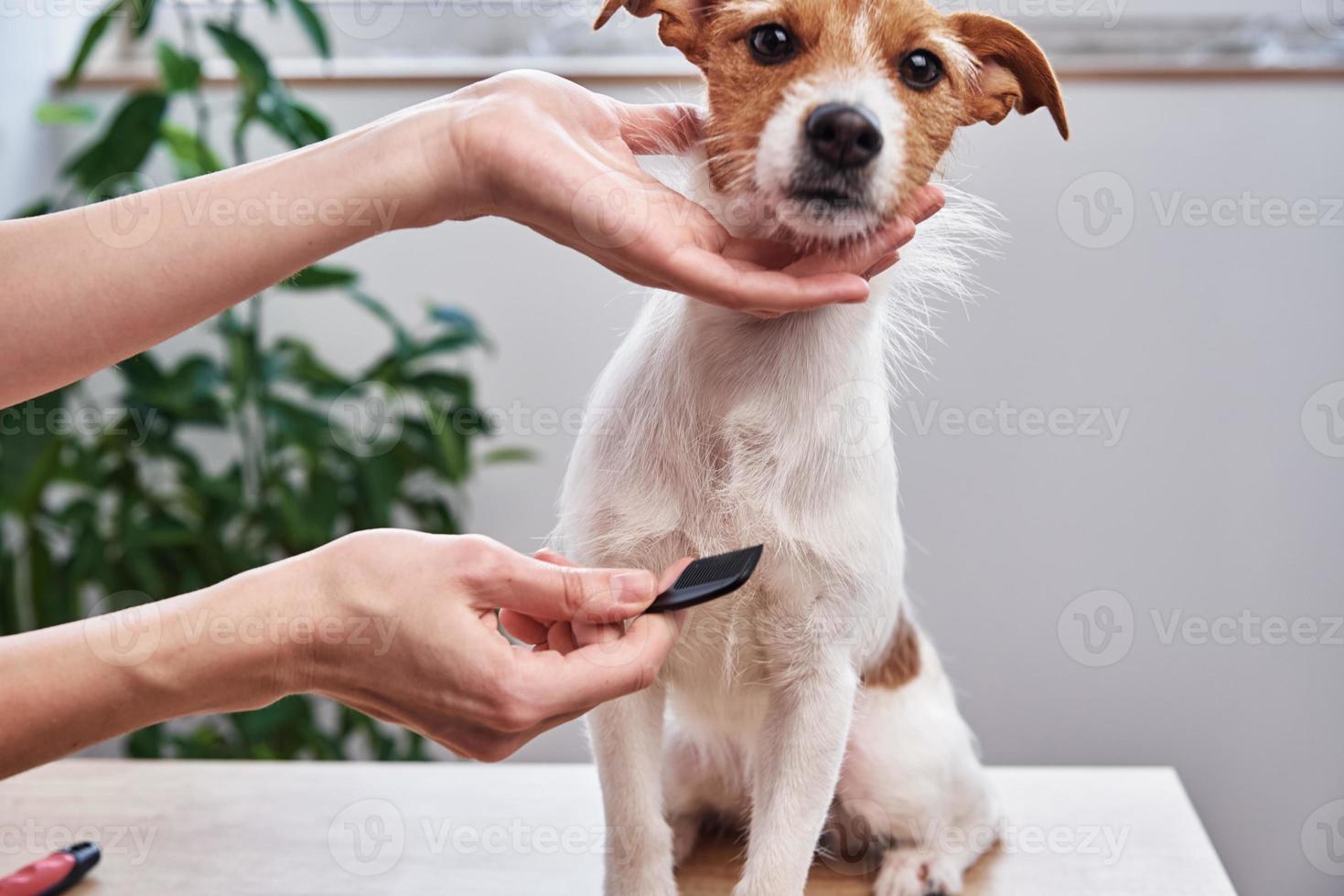 mujer cepillando perro. propietario peinando jack russell terrier. cuidado de mascotas foto