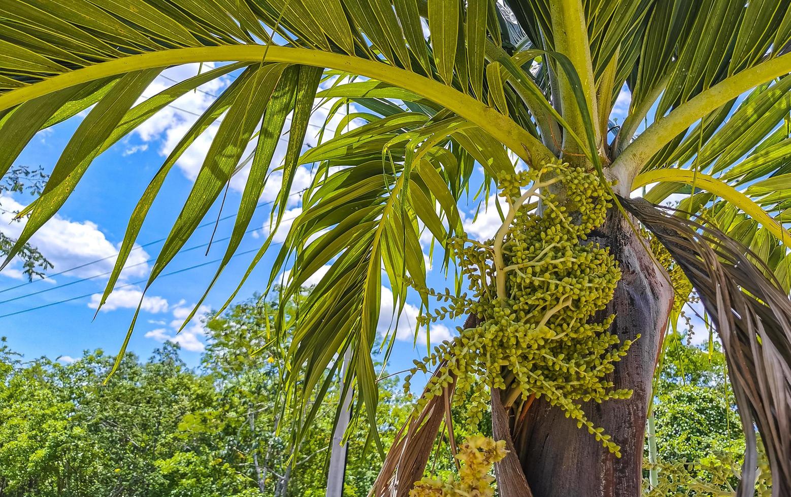 Tropical natural palm tree coconuts blue sky in Mexico. photo