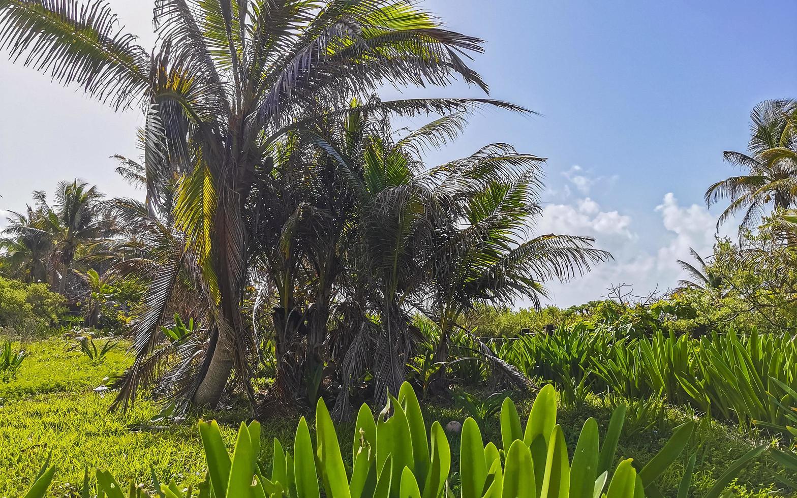 Tropical natural jungle forest palm trees Tulum Mayan ruins Mexico. photo