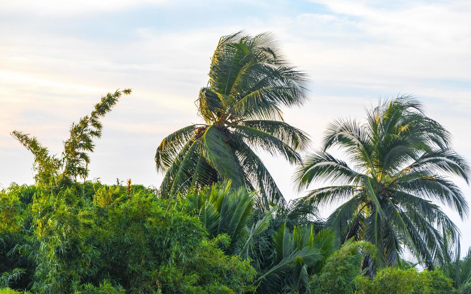 Tropical natural palm tree coconuts blue sky in Mexico. photo