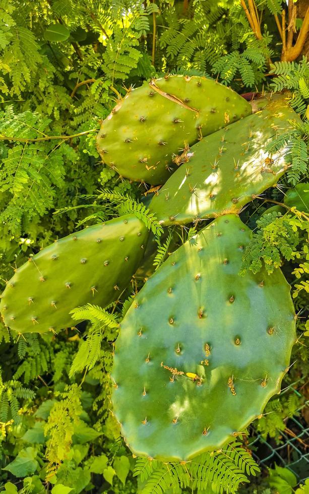 Tropical cacti cactus plants natural jungle Puerto Escondido Mexico. photo