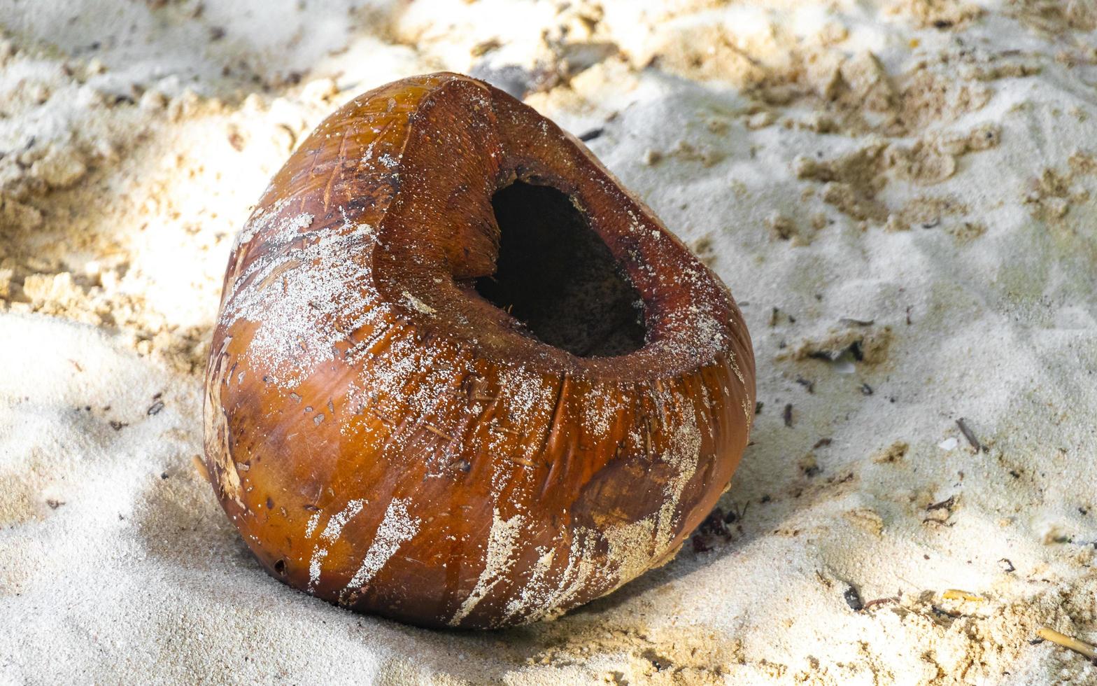 el viejo coco caído se encuentra en la playa y se pudre. foto